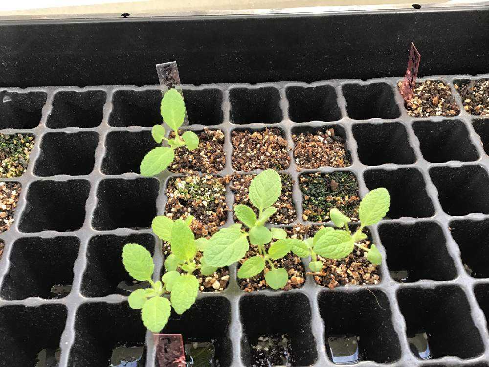 ラムズイヤー 秋まき 成長記録｜🍀GreenSnap（グリーンスナップ）