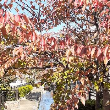 桜の木の紅葉の投稿画像一覧 Greensnap グリーンスナップ
