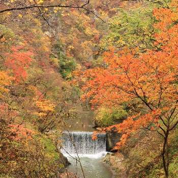 故郷の風景の画像 by やまちゃん～旅～さん | お出かけ先と紅葉と紅葉狩りと故郷の風景と鳴子峡