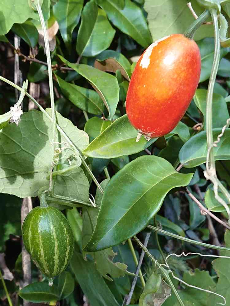 カラスウリの投稿画像 by 醜男さん｜雑草と山野草と野草とスマホ撮影と