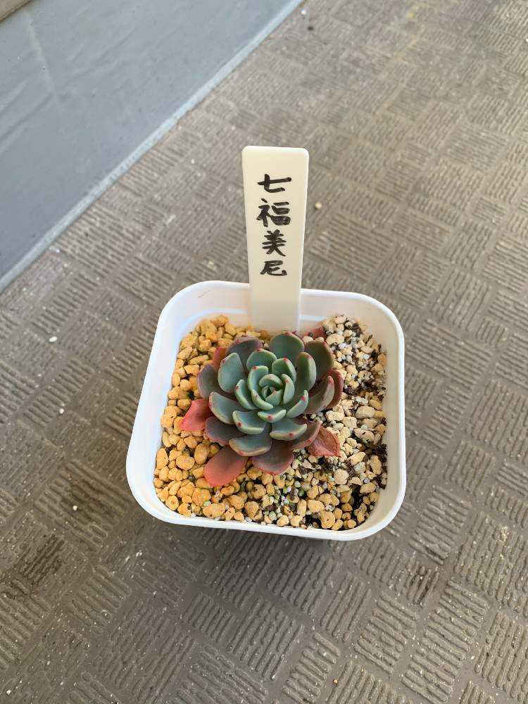 七福美尼の成長記録(しちふくみに)｜🍀GreenSnap（グリーンスナップ）