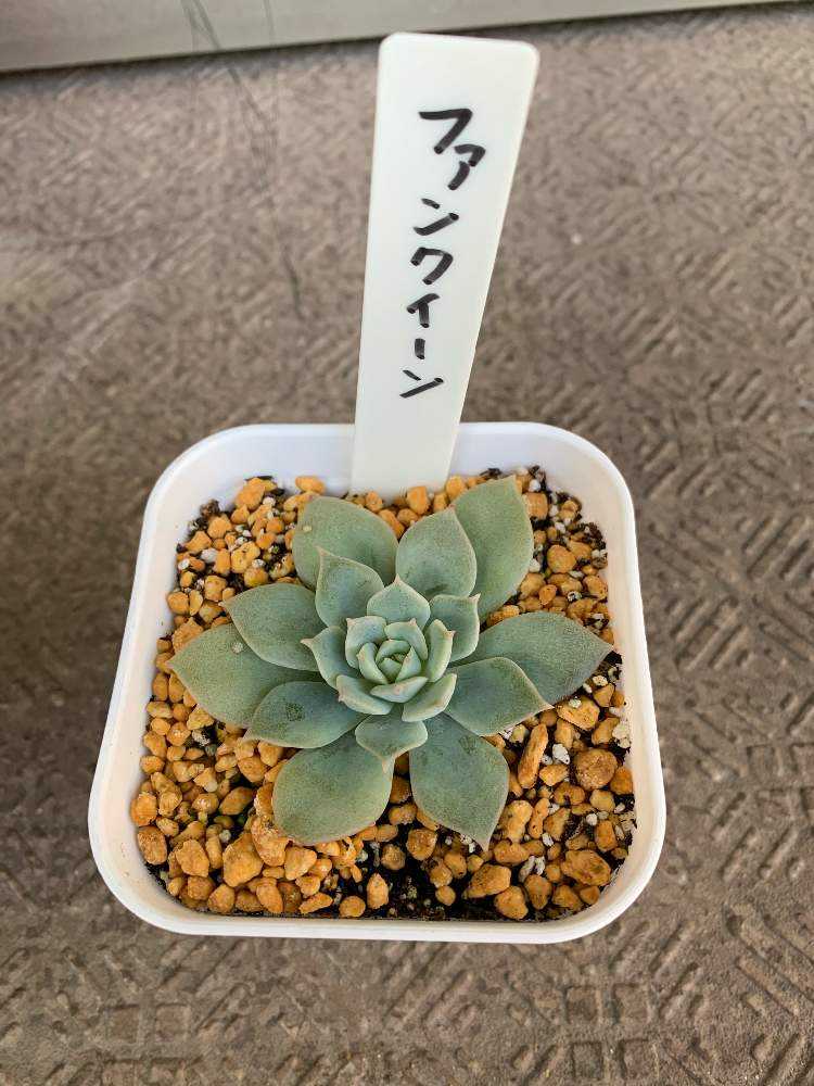 ファンクイーンの成長記録｜🍀GreenSnap（グリーンスナップ）