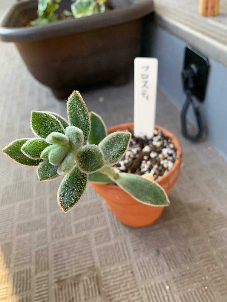 おまとめ中！多肉植物^o^  プルビナータ フロスティ 楽天市場】エケベリア・プルビナータ「フロスティ」 3号ポット