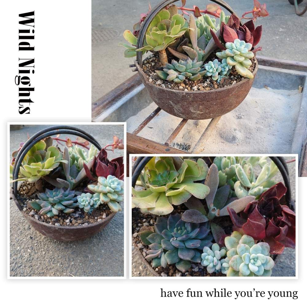 多肉植物の寄植えの投稿画像 By Qooさん 多肉植物と多肉の寄植えとタニラーと多肉男子と広い庭と多肉植物と多肉の寄植えとタニラーと多肉男子 19月11月10日 Greensnap グリーンスナップ Greensnap グリーンスナップ