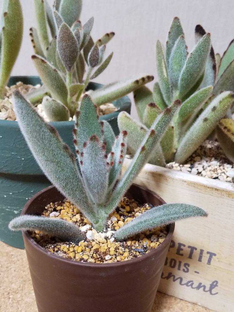 アマチュアうさぎ図鑑 Greensnap グリーンスナップ