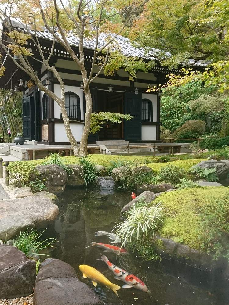 古都鎌倉の投稿画像 By Non Sugarさん 鎌倉と池の鯉とおさんぽと長谷寺 19月11月11日 Greensnap グリーンスナップ 古都鎌倉の投稿画像 By Non Sugarさん 鎌倉と池の鯉とおさんぽと長谷寺 19月11月11日 Greensnap グリーンスナップ