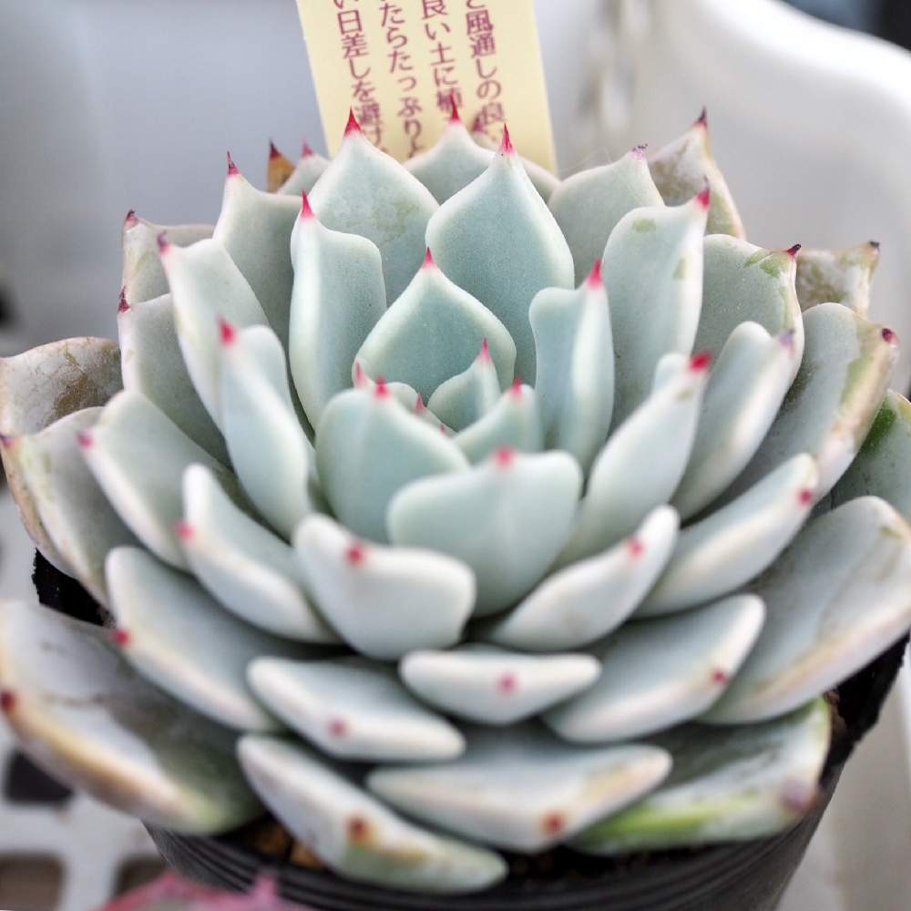 ミックスべリア 雪つぼみの投稿画像 By Japan Beansさん 雪つぼみと強い子良い子元気な子とolympus Airとチルアウトとエンゲイ係数高めと上昇するエンゲイ係数とエケベリア属とタニラーと爪好きとバルコニスト 19月11月11日 Greensnap グリーンスナップ