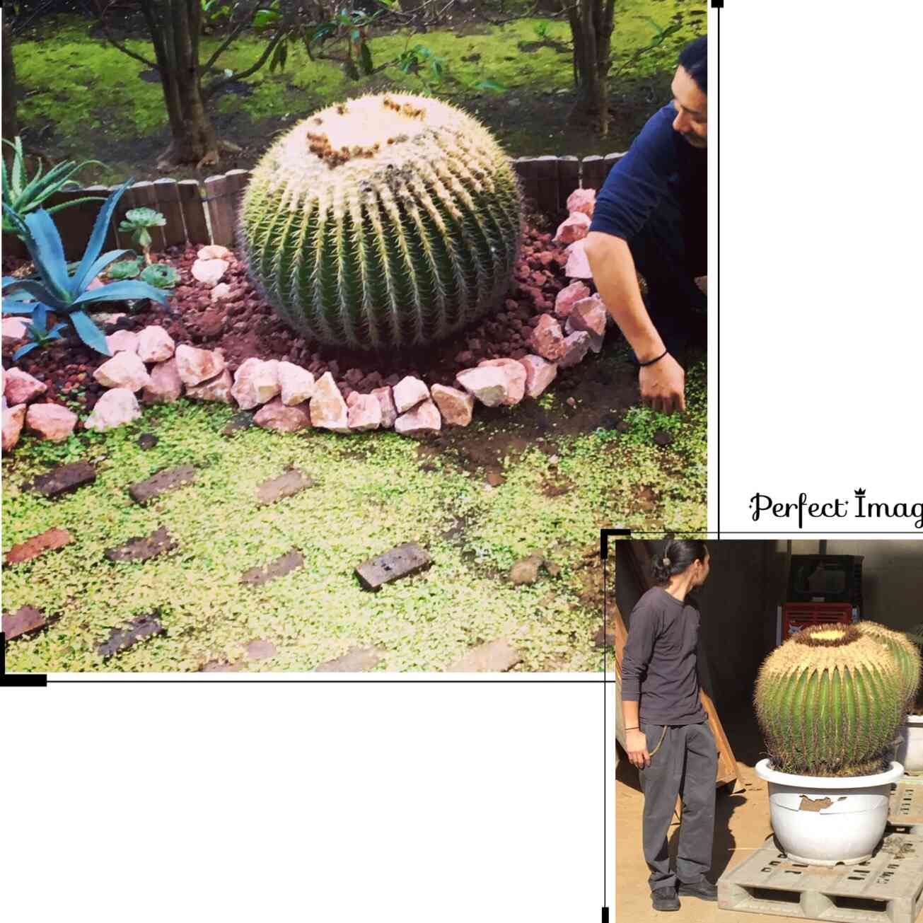 樹齢100年以上！金鯱！ドライガーデン 多肉植物