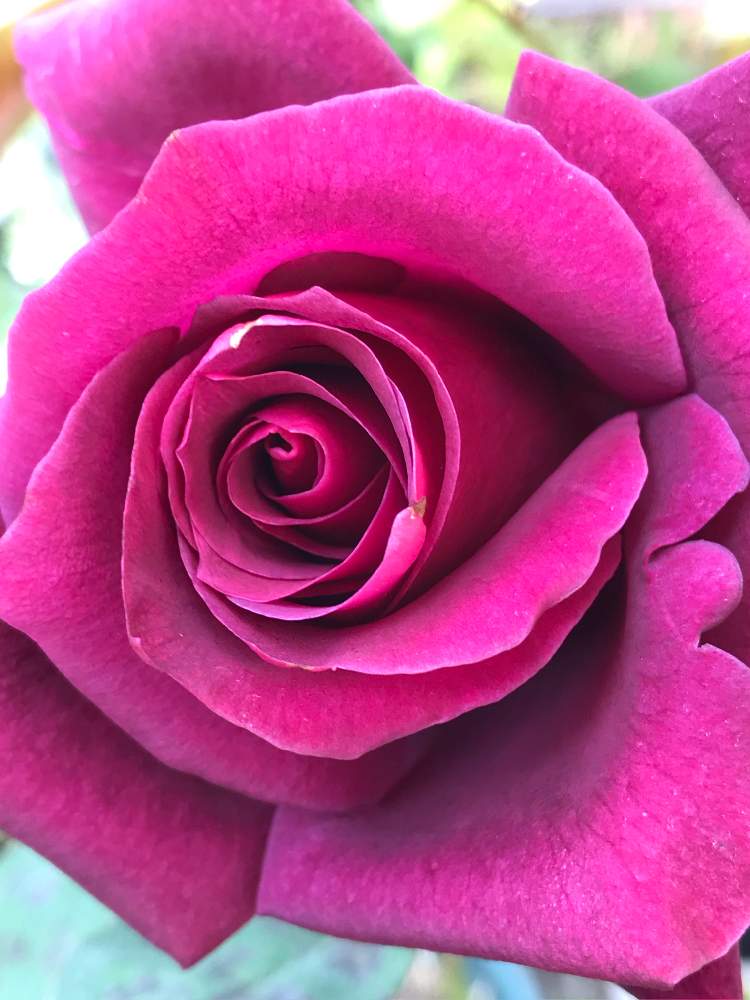 むらくもの投稿画像 By Vogel さん 小さな庭とばら バラ 薔薇とｈｔと田頭数蔵と鉢植えと広島バラ園とばら バラ 薔薇とｈｔと田頭数蔵 と鉢植えと広島バラ園 19月11月11日 Greensnap グリーンスナップ Greensnap グリーンスナップ