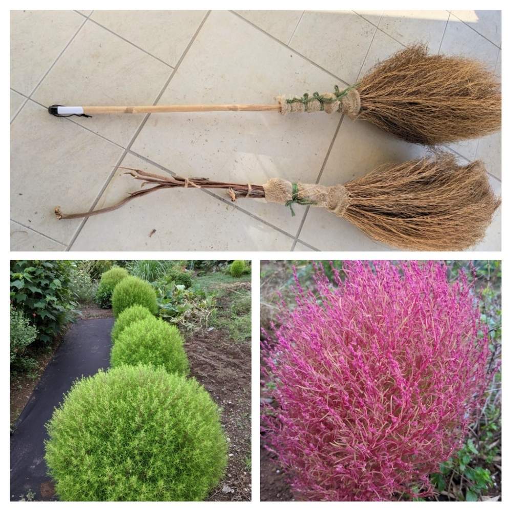 コキア ホウキグサ の投稿画像 By Mintoさん 小さな庭と飾ると台風とgreeeenとdiyと癒し と花のある暮らしと家庭菜園奮闘日記と飾ると台風とgreeeenとdiyと癒し と花のある暮らしと家庭菜園奮闘日記 19月11月11日 Greensnap グリーンスナップ Greensnap