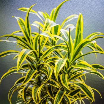 ドラセナ レフレクサ ソング オブ インディア の投稿画像一覧 Greensnap グリーンスナップ