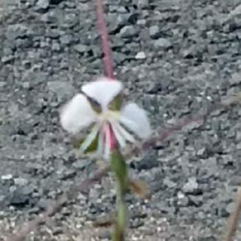 っっｄｆのアルバム Greensnap グリーンスナップ