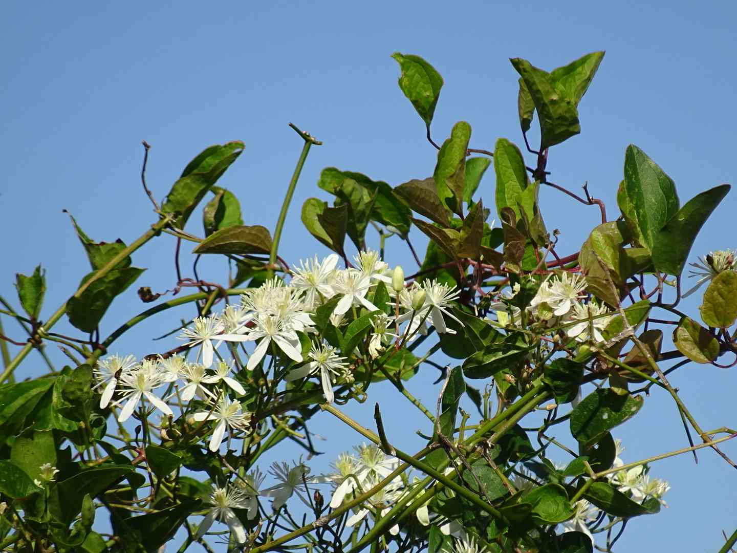 センニンソウの種｜🍀GreenSnap（グリーンスナップ）