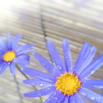 秋雨の画像 by 猫みんみさん | 広い庭とブルーデージーとみどりのある暮らしと植物のある暮らしと青い花とガーデニング初心者と雨の雫と花のある暮らしと秋雨