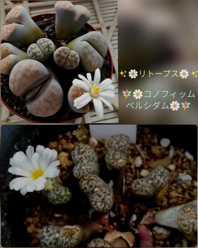 リトープスの投稿画像 By Ringoさん コノフィッム ペルシダム とお花が咲くかも 19月11月11日 Greensnap グリーンスナップ