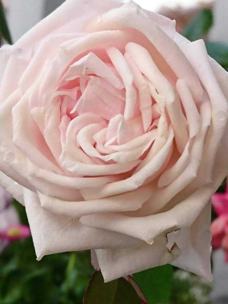 見切り500円で買ったオールドローズ セレスムルティフローラ Greensnap グリーンスナップ