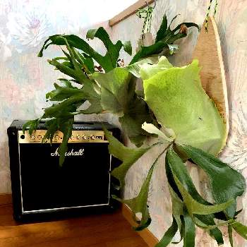 ビカクシダ ネザランズの投稿画像一覧 Greensnap グリーンスナップ