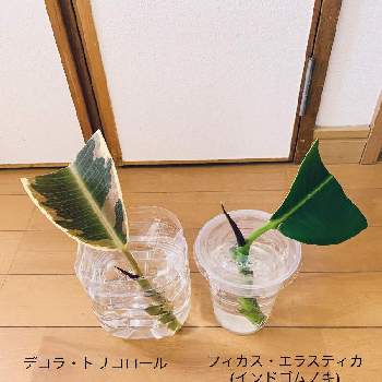 デコラ トリコロールの投稿画像一覧 Greensnap グリーンスナップ デコラ トリコロールの投稿画像一覧 Greensnap グリーンスナップ