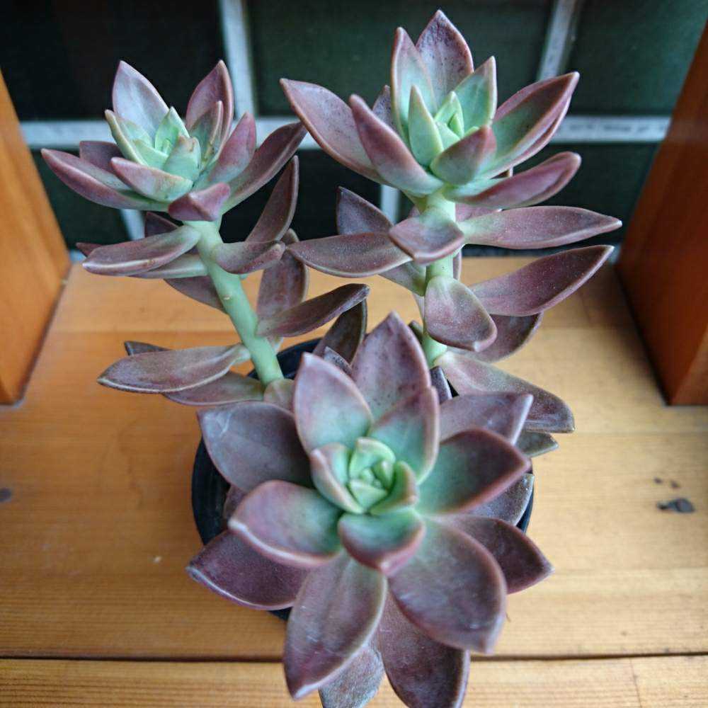 054 カリフォルニアサンセットの生長記録 Vol.1 2022.03.12結