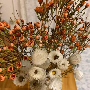 エバーラスティングの画像 by ぽしさん | エバーラスティングとワックスフラワーと花のある暮らしと秋の色