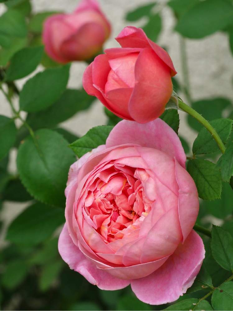 バラの投稿画像 By Kiraraさん 薔薇とボスコベルとばら バラ 薔薇と薔薇愛同盟とピンクの花と薔薇に魅せられてとピンク ピンクと薔薇 のある暮らし とバラ 鉢植えと癒されるといい香りと可愛いとガーデニングと花のある暮らしと薔薇 とピンクのバラ 19月11月11 バラの投稿画像 By Kiraraさん 薔薇とボスコベルとばら バラ 薔薇と薔薇愛同盟とピンクの花と薔薇に魅せられてとピンク ピンクと薔薇 のある暮らし とバラ 鉢植えと癒されるといい香りと可愛いとガーデニングと花のある暮らしと薔薇 とピンクのバラ 19月11月11
