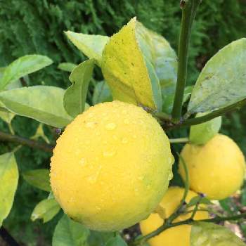 サイパンレモンの実の投稿画像一覧 Greensnap グリーンスナップ