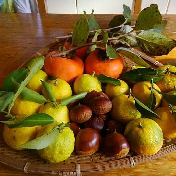 花柚の投稿画像一覧 Greensnap グリーンスナップ