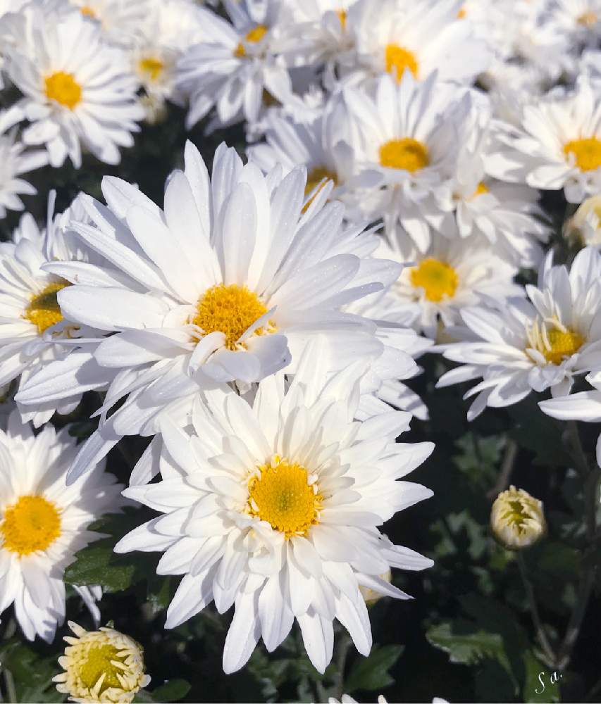 白い菊の花の投稿画像 By Sachieさん スプレーマム 白と秋の日にとあき とスプレーマム とスプレーキクと花のある暮らしと秋の彩りと白いお花 と菊 の花とスプレー菊 19月11月12日 Greensnap グリーンスナップ