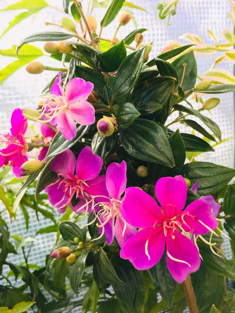 ノボタン リトルエンジェルの投稿画像 By しぶちゃんさん ネコ好きと花のある暮らし 19月11月12日 Greensnap グリーンスナップ