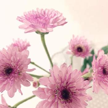 綺麗なピンクの画像 by サリーさん | 部屋とスプレー菊と今日のお花♡と花瓶に♪と綺麗なピンクと切り花♡とうすピンク色と花のある暮らしとスプレーマム♪