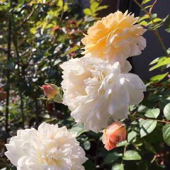 薔薇 ムーンスプライトの画像 by キントキさん | 小さな庭と薔薇 ムーンスプライトと❤️いいねありがとう♪と小さな庭♡とふわふわもこもことコメント大歓迎♪とお庭のバラと花のある暮らしと南の庭☀️と可愛いバラとムーンスプライト♡