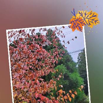 ハナミズキ,樹木,葉っぱ,紅葉（こうよう）,温泉街の画像
