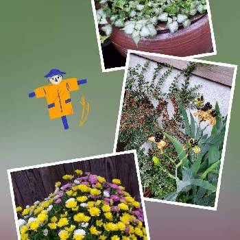 ぬばたまの投稿画像一覧 Greensnap グリーンスナップ