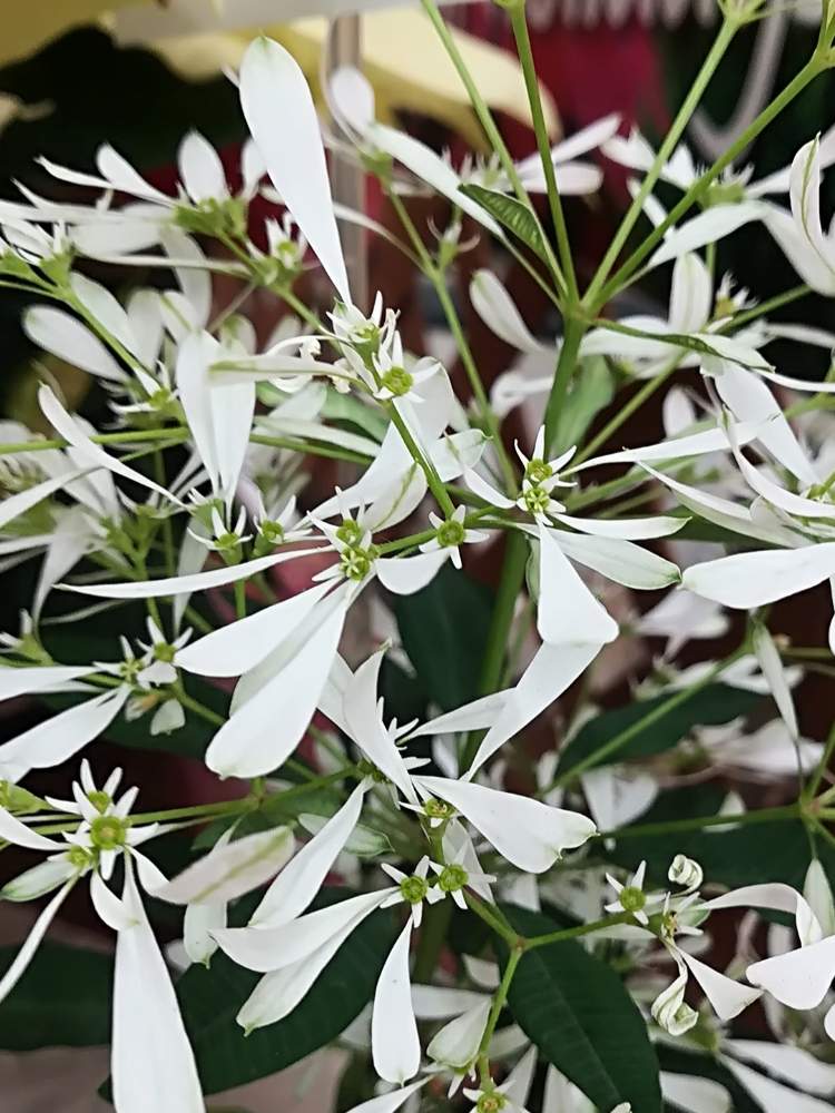 ユーフォルビア 白雪姫の投稿画像 By オアシス さん リラックス と深呼吸と白い花といやされるとかわいいな とうっとり 19月11月12日 Greensnap グリーンスナップ
