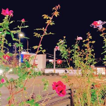 薔薇は憧れの画像 by サタティさん | 薔薇は憧れと四条西院シリーズと葉の色合いと京の都と夜の散歩者と空のすがた