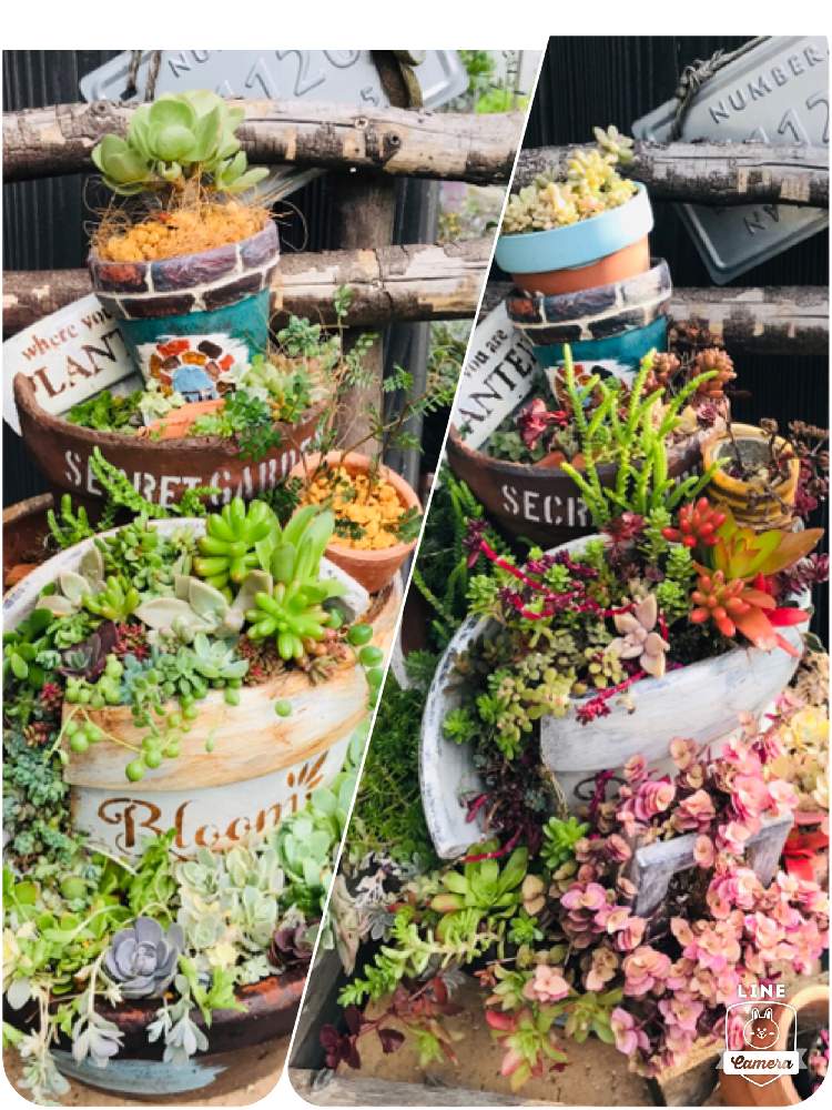 セダム属の投稿画像 by ちゅらさん｜ 虹の玉と薄紅レンゲと割れ鉢とモロコエンシス。とこもち蓮華とカリシア♡と