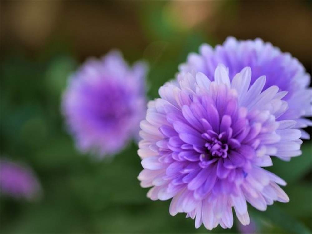 紫の花の投稿画像 By Kagraさん 花のある暮らしと綺麗な花とアスターとお出かけ先と紫の花と花のある暮らしと綺麗な花 19月11月13日 Greensnap グリーンスナップ Greensnap グリーンスナップ