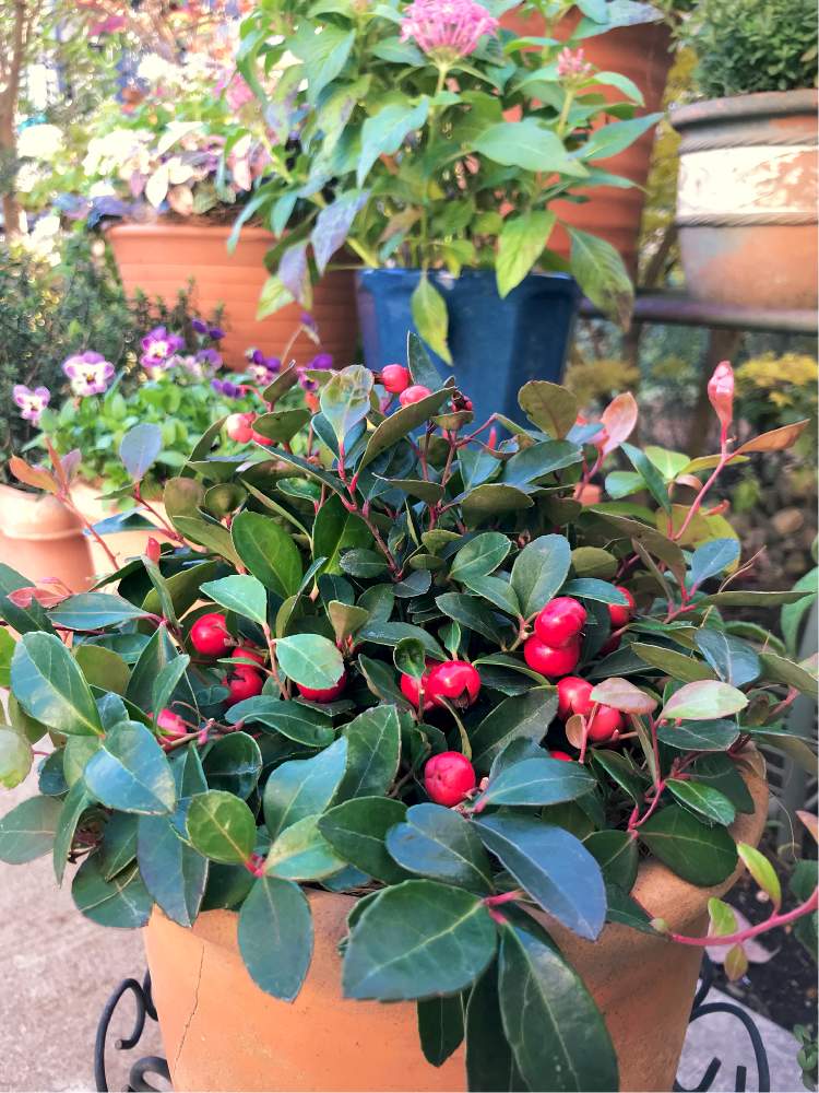 チェッカーベリーの投稿画像 By みみゆさん 寄せ植えと赤い実好きと花の15年組と実ものは幸せ 19月11月13日 Greensnap グリーンスナップ