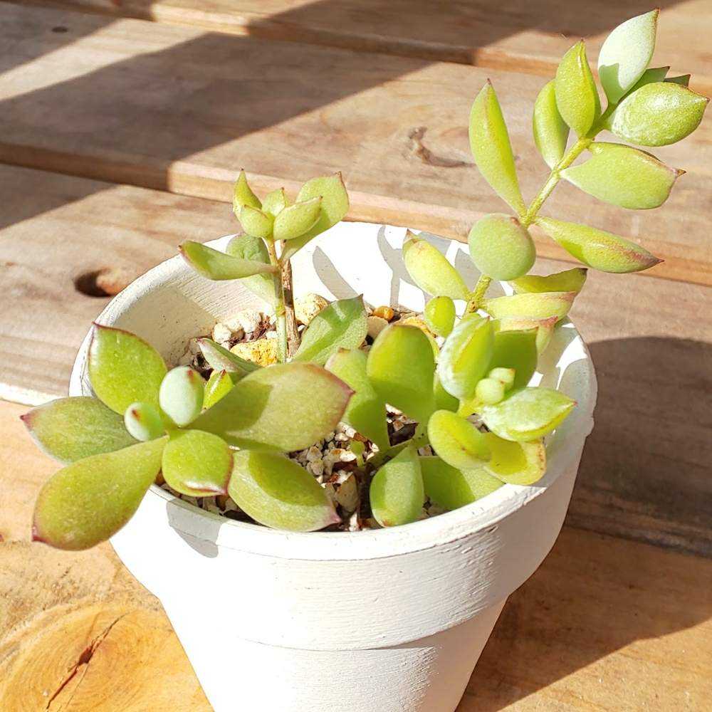 ︎021ペンデンスの生長記録(6年目)2022.07.18更新｜🍀GreenSnap