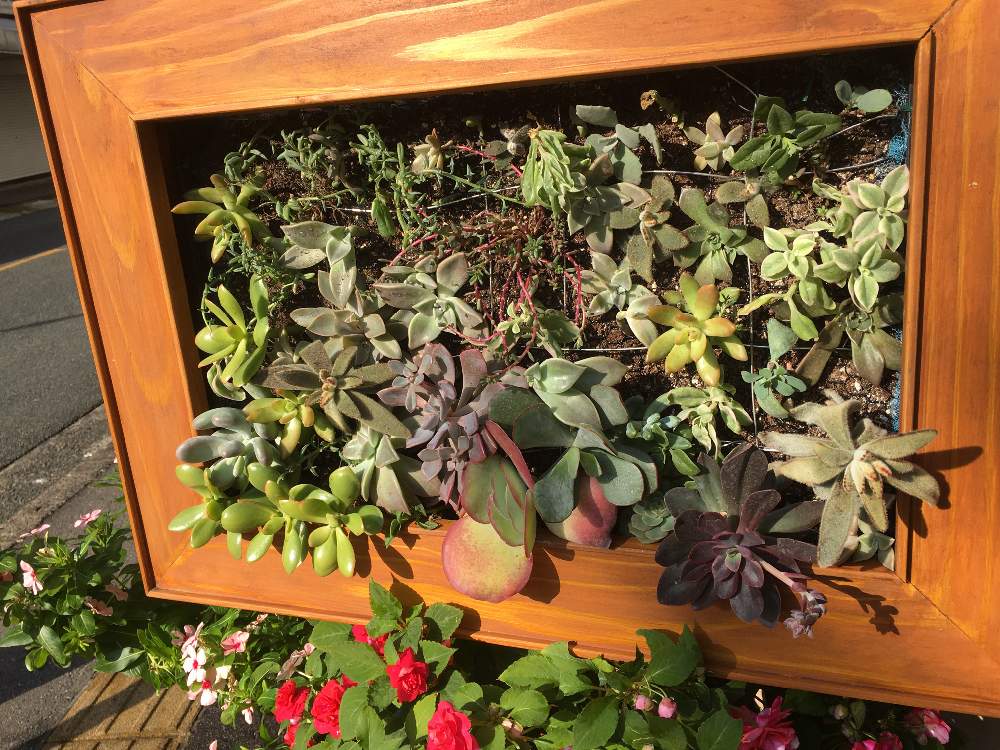 みあきさんの投稿画像 19月11月13日 Greensnap グリーンスナップ