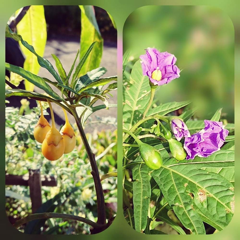 花のある暮らしの投稿画像 By シャルルさん ナス科と紫宝華 ソラナム 19月11月13日 Greensnap グリーンスナップ