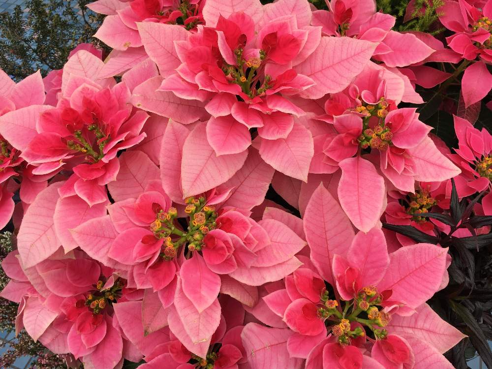 ポインセチアの投稿画像 By ようこさん ピンクの花とポインセチアフォトコン 19月11月13日 Greensnap グリーンスナップ