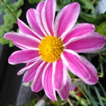 スプレーマム・セザンヌの画像 by じゅんさん | バルコニー/ベランダとピンクの花と美しい♡と自然美と花いきいき元気と可愛い(=^・・^=)とスプレーマム・セザンヌ