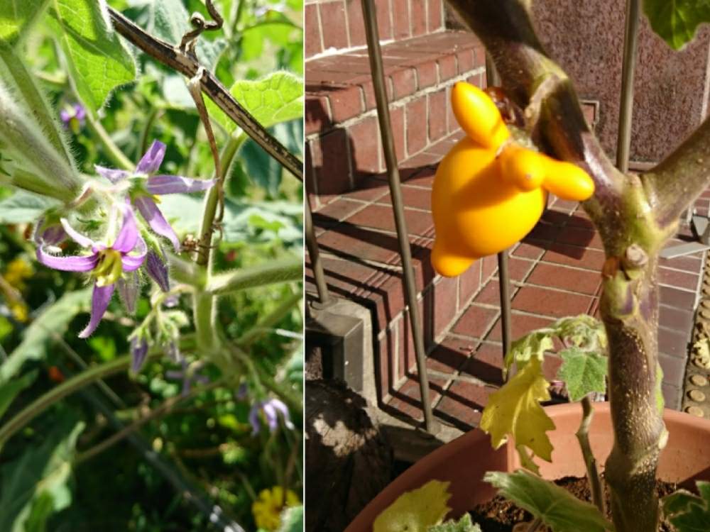 花のある暮らしの投稿画像 By ももりんさん ナス科と変わった植物と植物マニア 19月11月13日 Greensnap グリーンスナップ