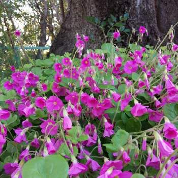 道端に群生の投稿画像一覧 Greensnap グリーンスナップ