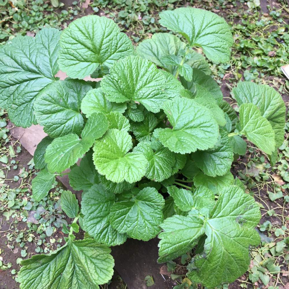 ゲウム リバレ Greensnap グリーンスナップ