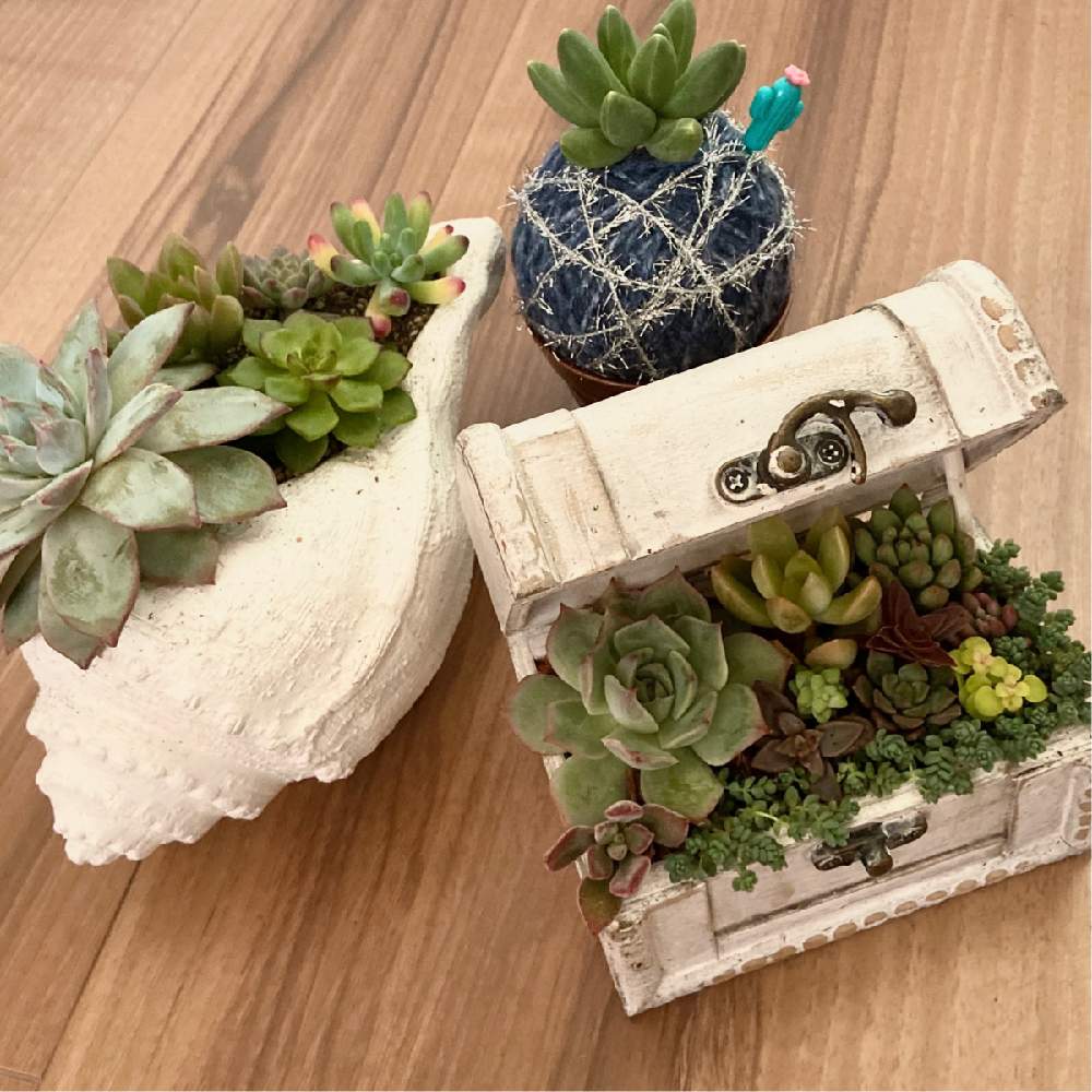 多肉植物の投稿画像 By Roconさん 福岡と晩秋のリビングフラワーフォトコンテストと多肉植物寄せ植えと多肉女子と毛糸玉 19月11月13日 Greensnap グリーンスナップ