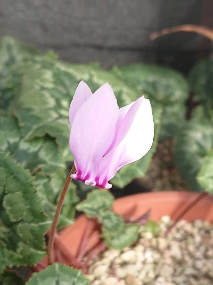 シクラメンの投稿画像 By ツカジーさん 19月11月14日 Greensnap グリーンスナップ