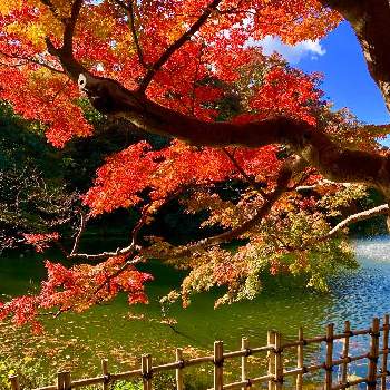 高岡古城公園の投稿画像一覧 Greensnap グリーンスナップ