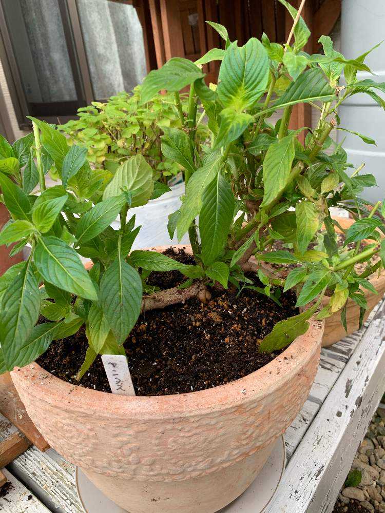 冬越しペンタス Greensnap グリーンスナップ